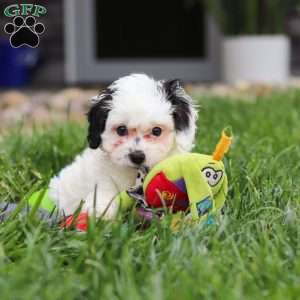 Jordan, Cavapoo Puppy